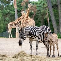 Burgers' Zoo